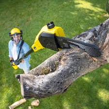 Best Leaf Removal  in Shady Cove, OR