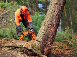 Best Utility Line Clearance  in Shady Cove, OR