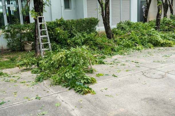 Best Tree Cabling and Bracing  in Shady Cove, OR