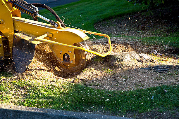 Best Palm Tree Trimming  in Shady Cove, OR