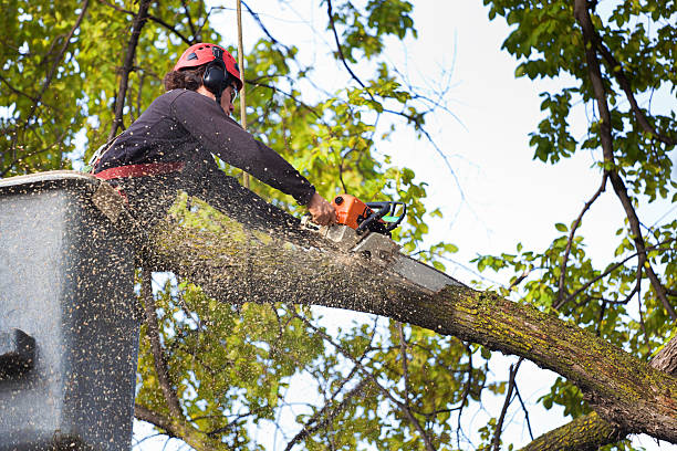 Best Tree Health Inspection  in Shady Cove, OR